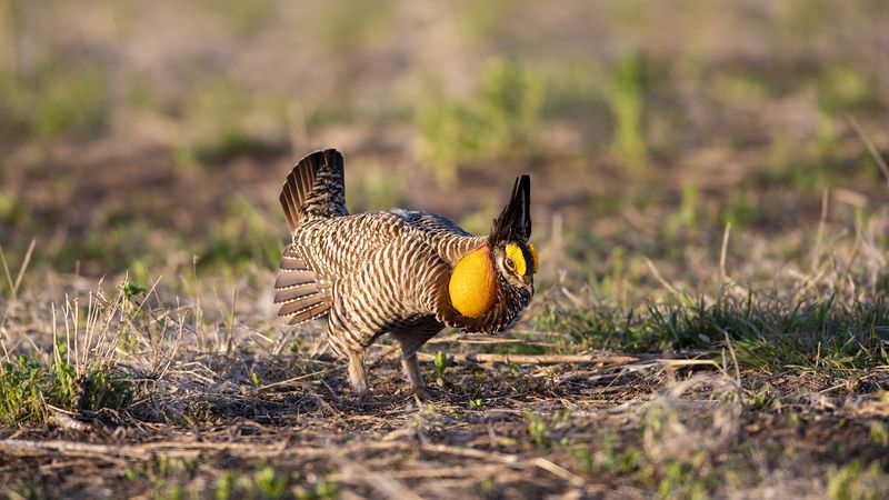 Greater Prairie Chicken
