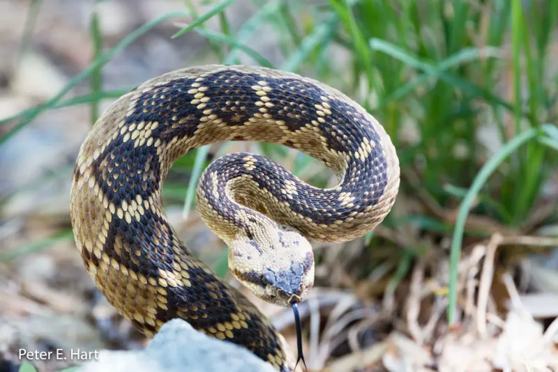 Black-tailed Rattlesnake