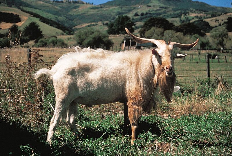Cashmere Goat