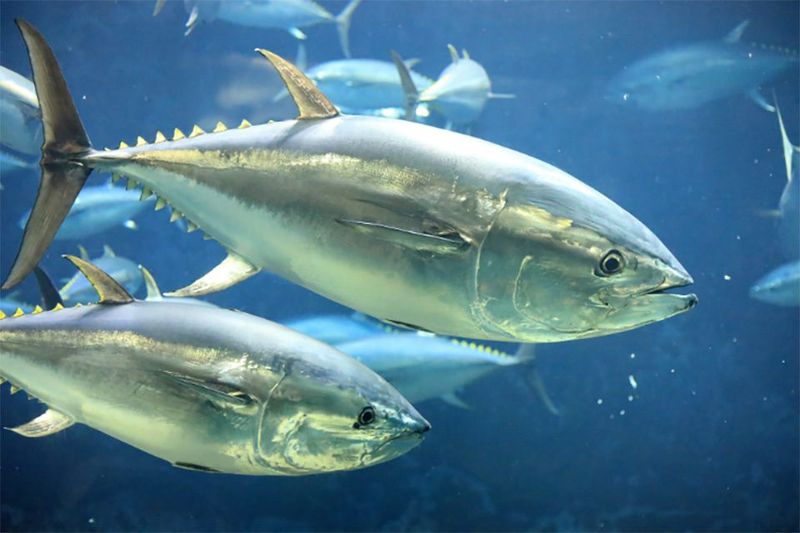 Pacific Bluefin Tuna