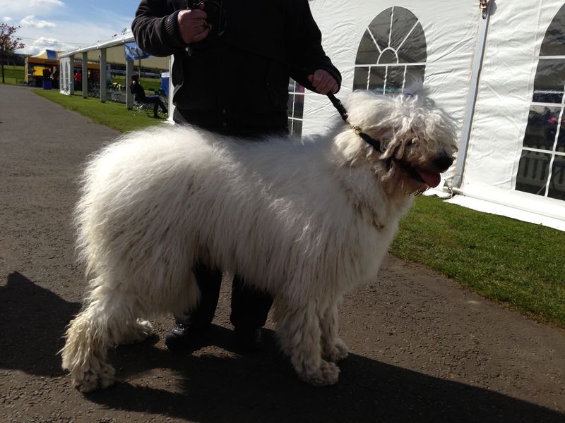 Komondor
