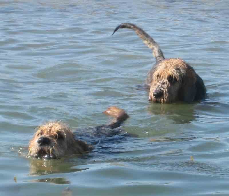 Otterhound