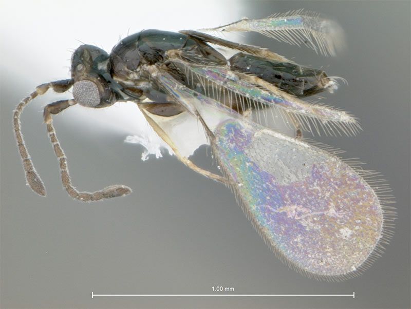 Fairyfly Wasp (Mymaridae family)