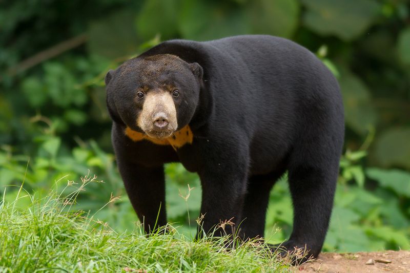 Sun Bear