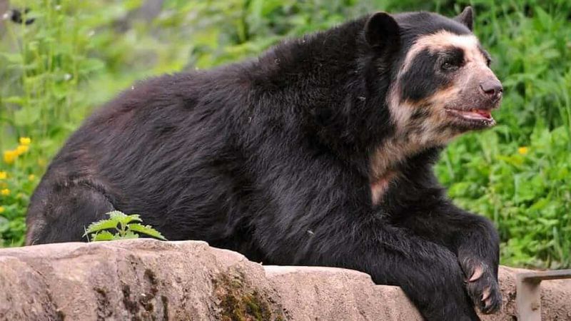 Spectacled Bear