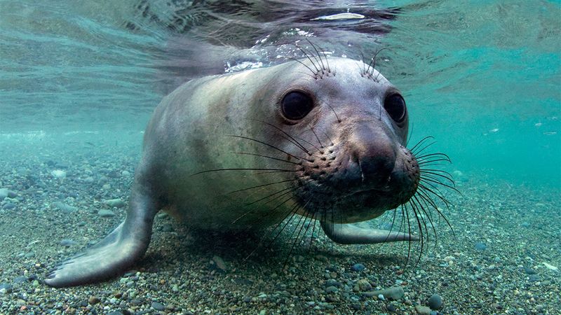 Elephant Seal
