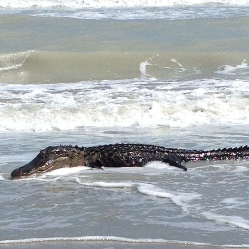 Saltwater Crocodile