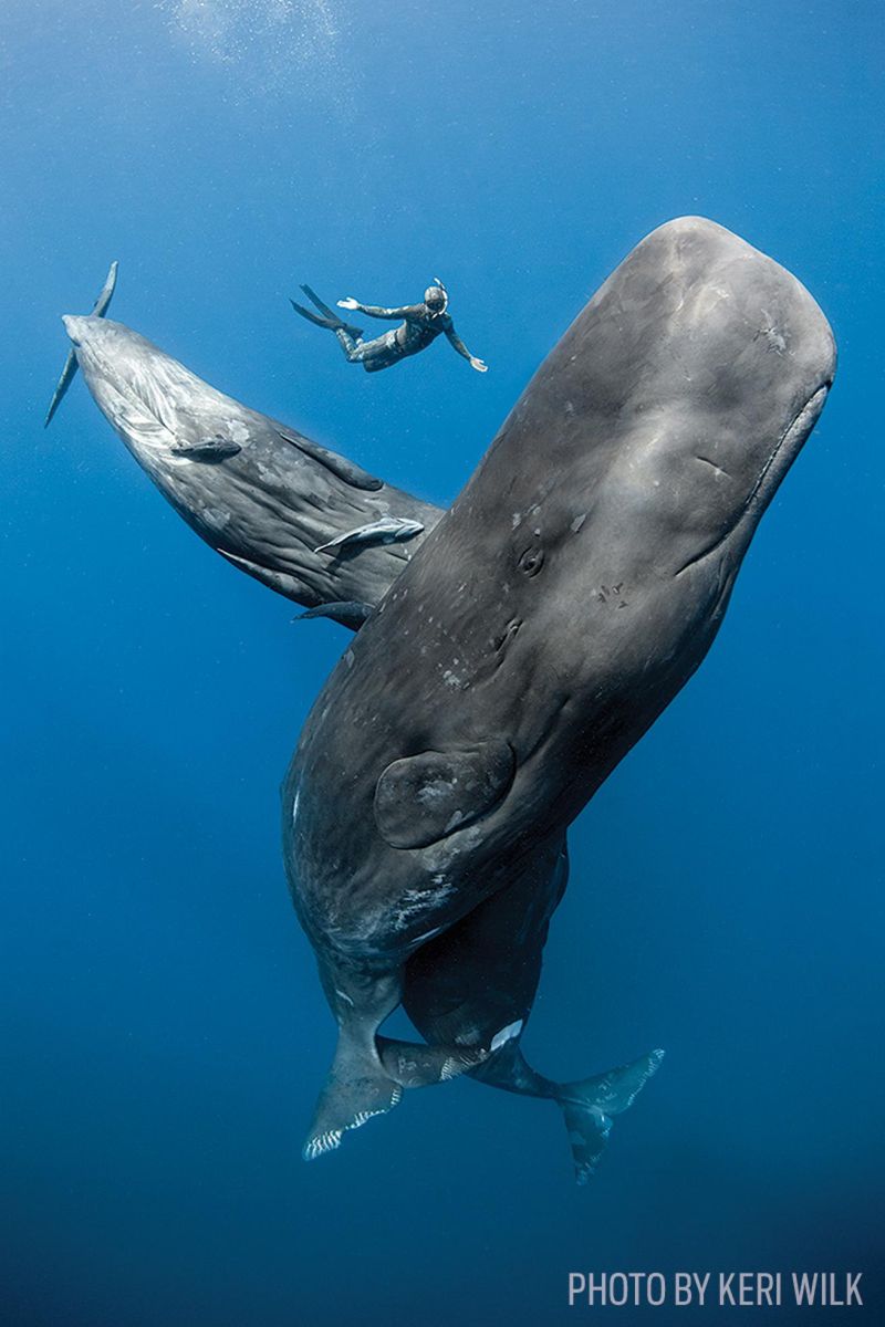 Sperm Whale