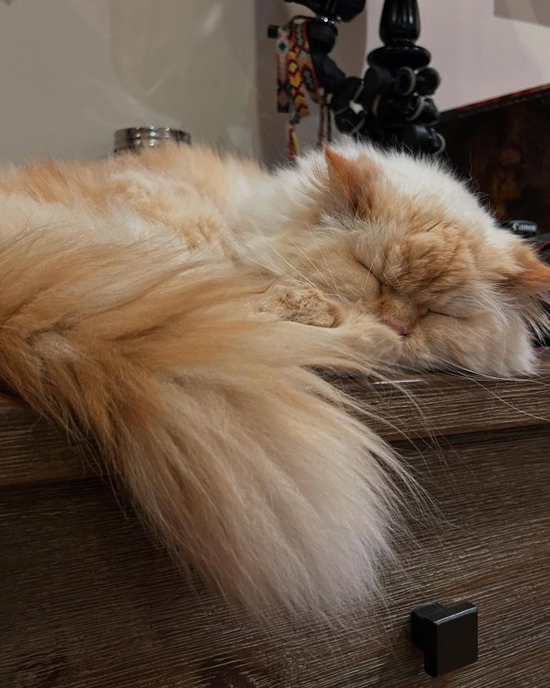 Persian