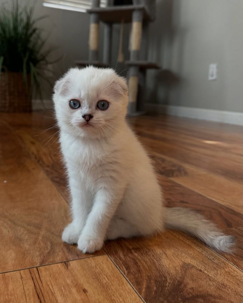 Scottish Fold