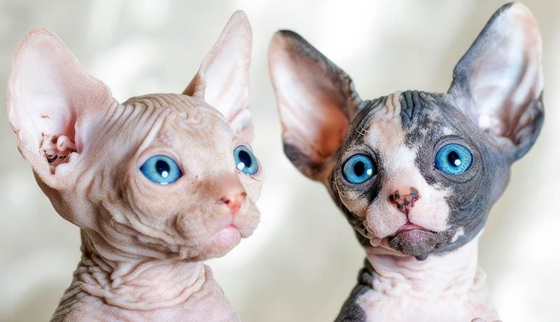 Sphynx