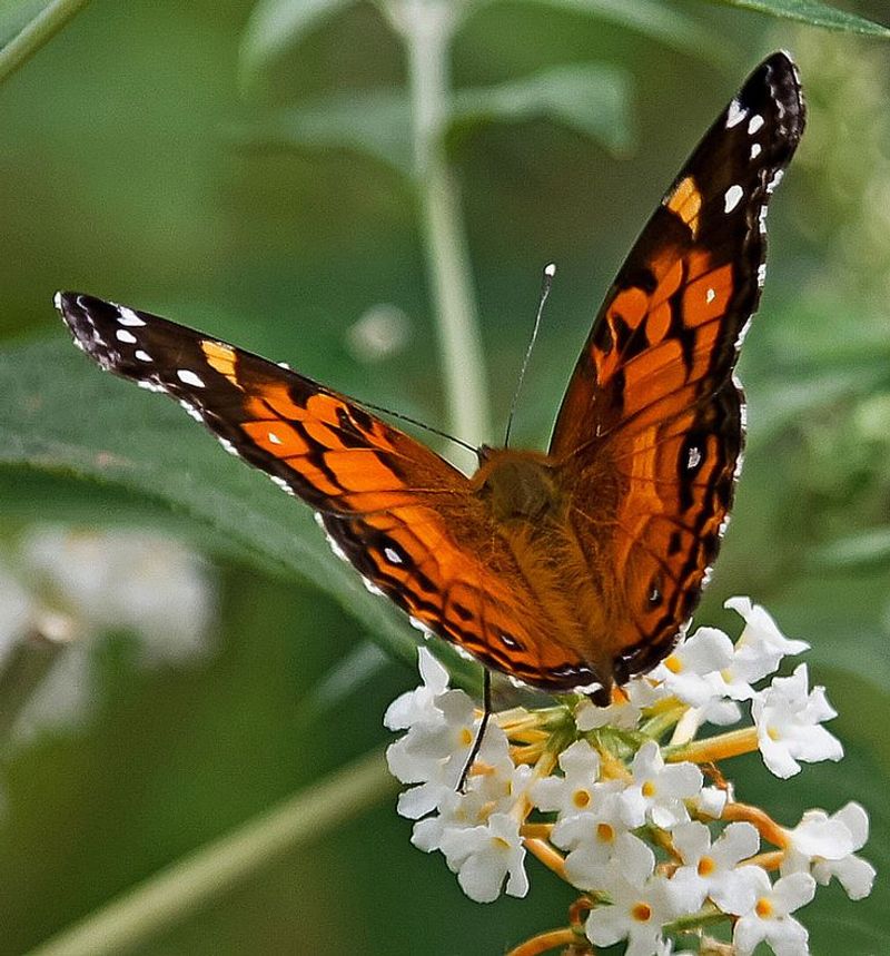 American Lady Butterfly