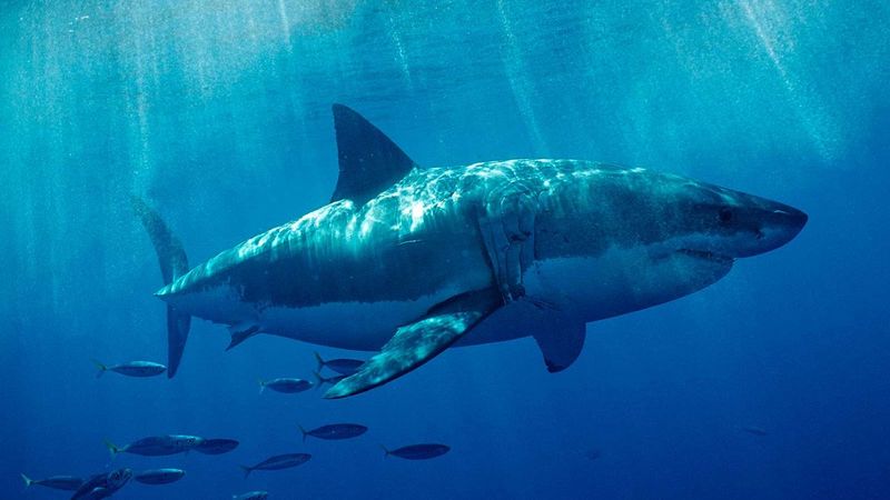 Shark Navigation Over Long Distances