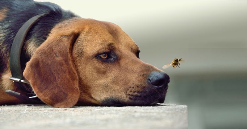 Flies