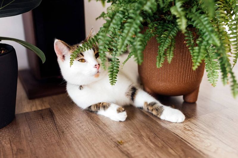 Boston Fern