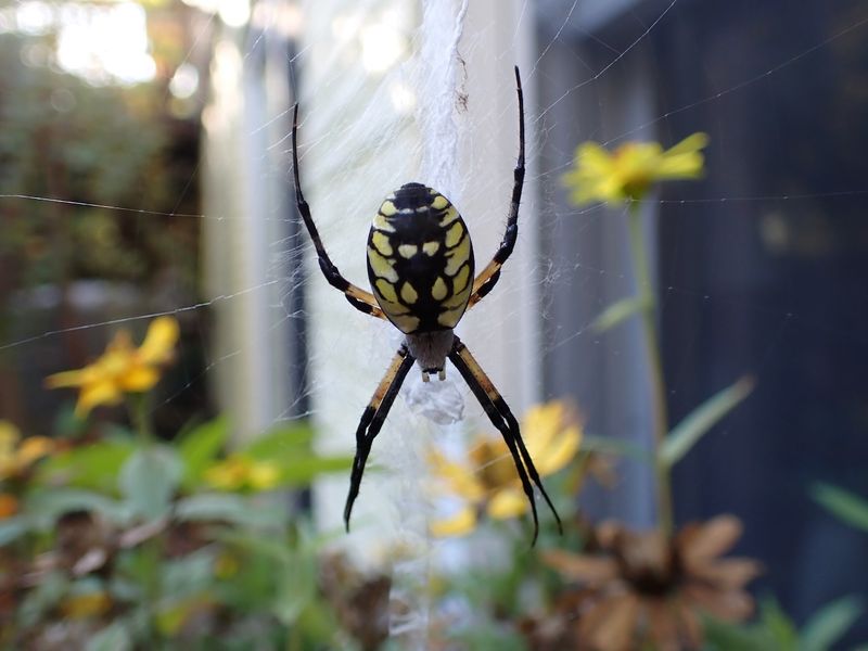 Spiders