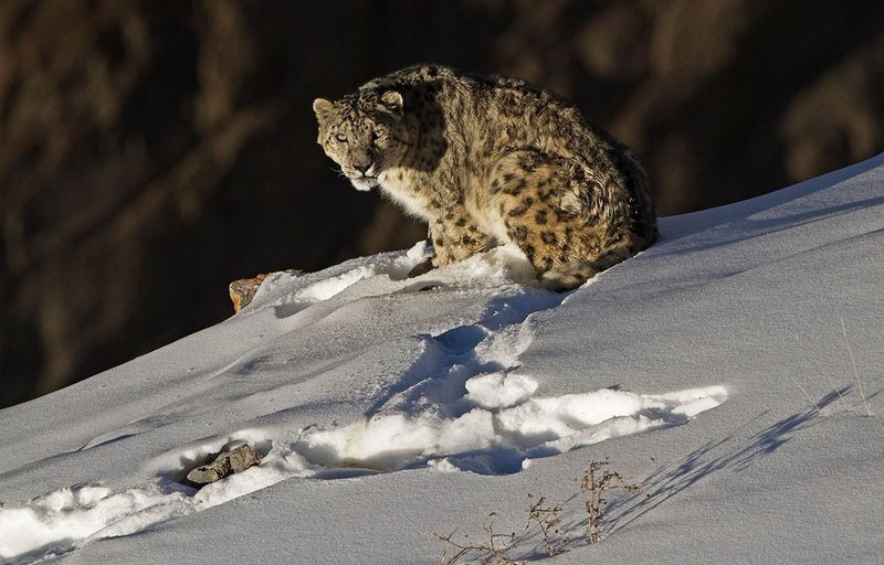 Conservation Efforts and Challenges