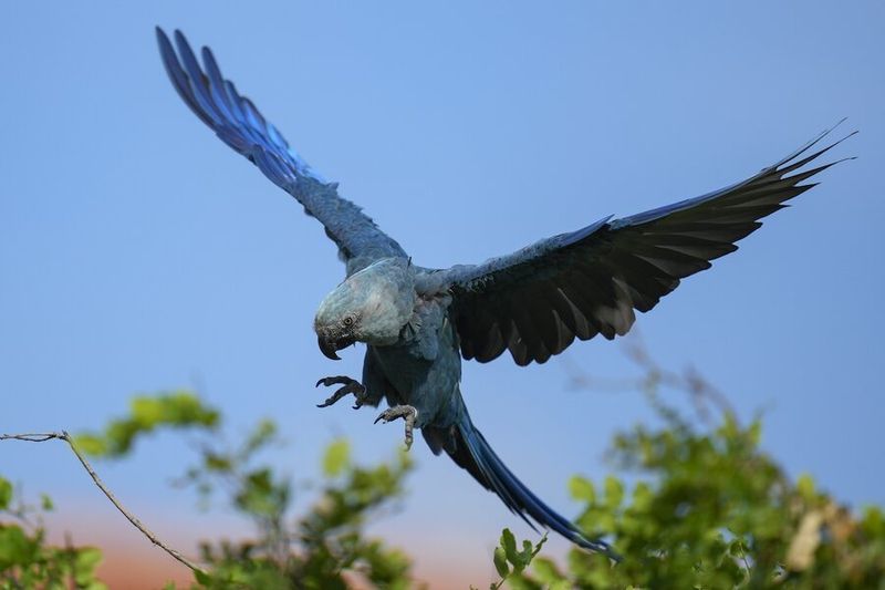 Spix's Macaw