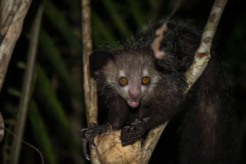 Aye-Aye