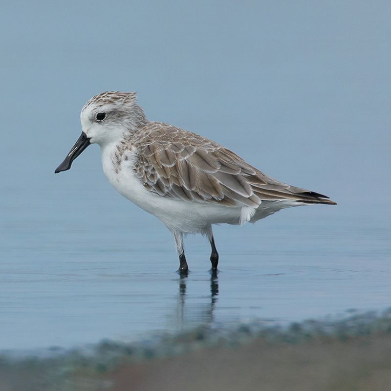 Spoon-billed Sandpiper
