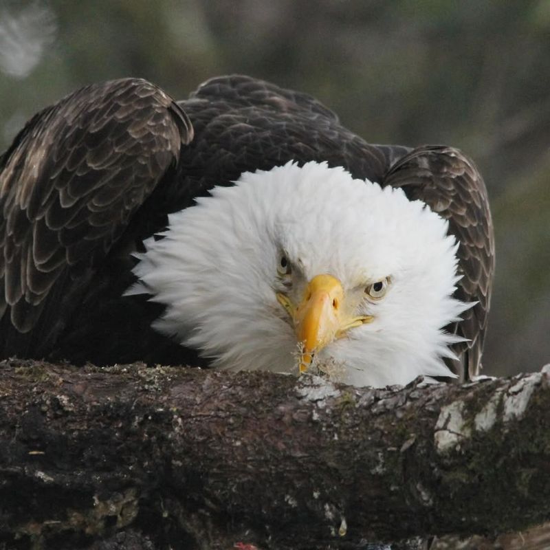 Montana - A Rugged Sanctuary for Eagles