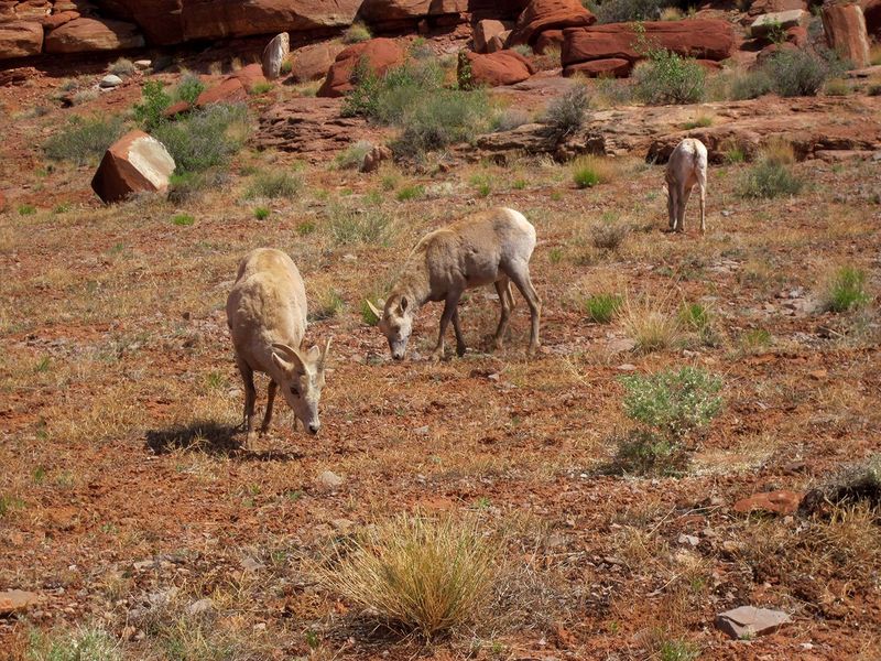 Bighorn Sheep