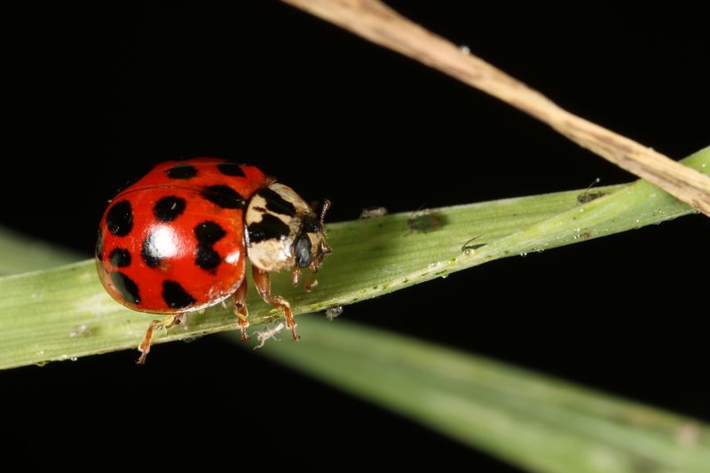 Ladybug