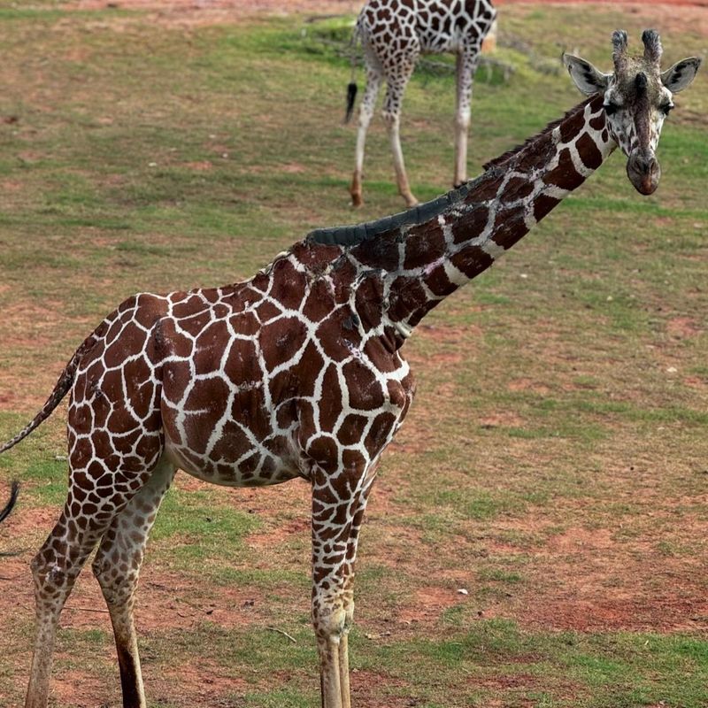 Giraffe