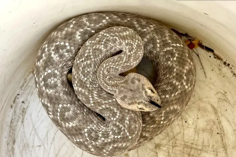 Herpetologists' Delight