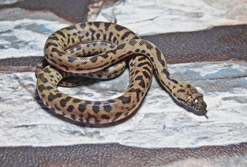Spotted Python