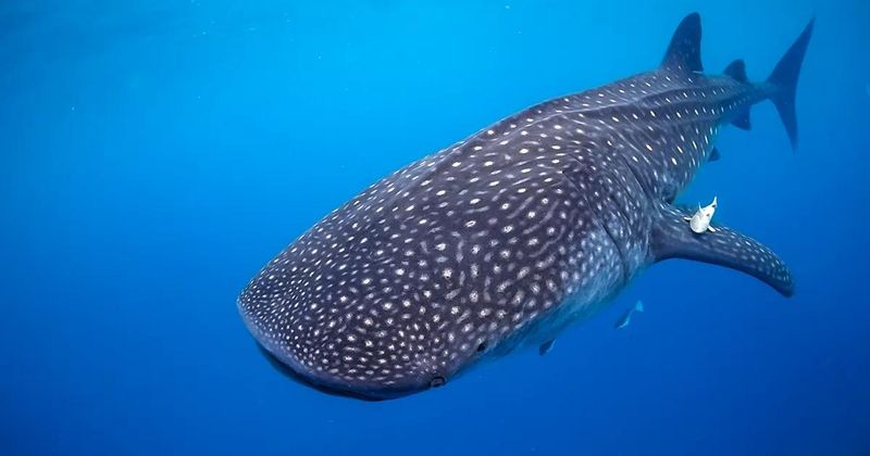 Whale Shark
