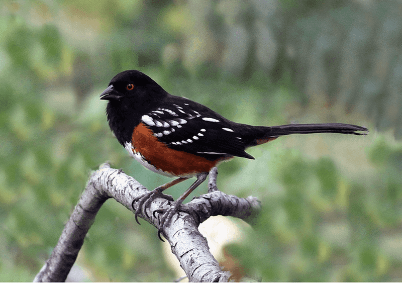 Spotted Towhee