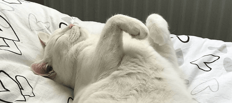 The Paws Up