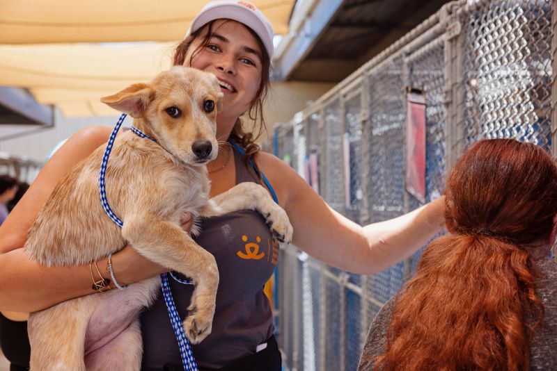 Support Local Shelters