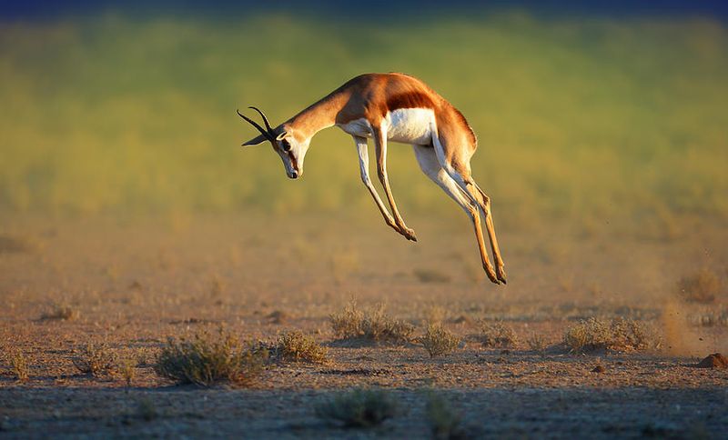 Springbok