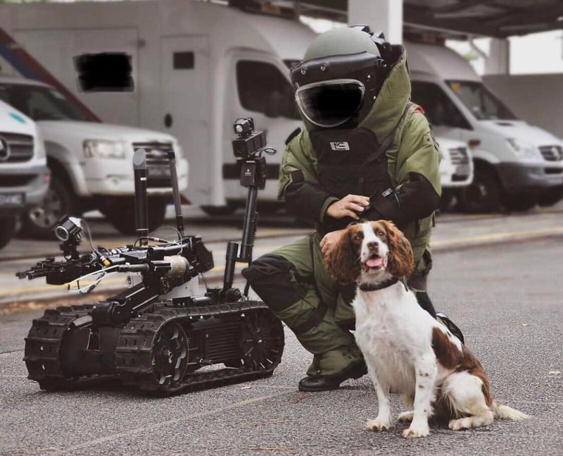 Springer Spaniel