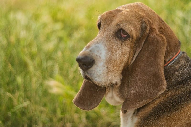 Basset Hounds: Slow and Steady