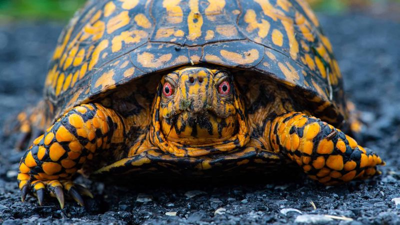 Box Turtle