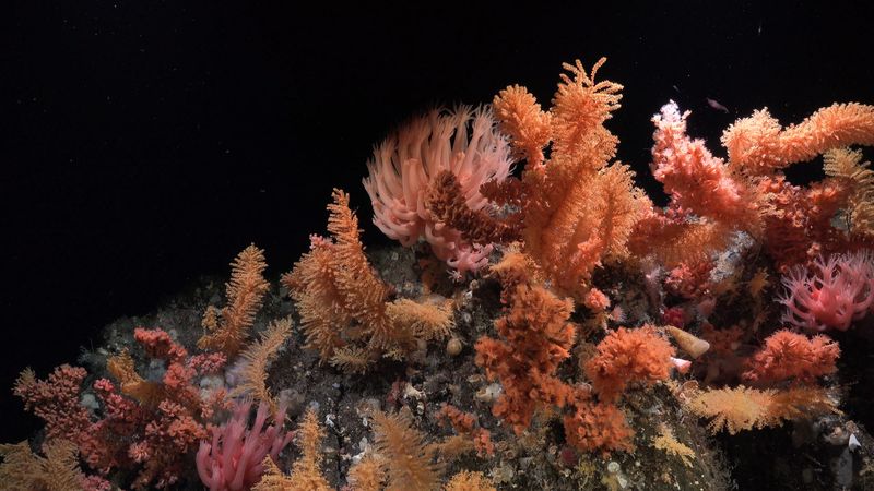 Deep-Sea Corals