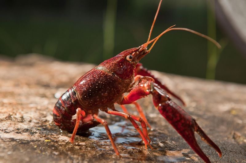 Crayfish