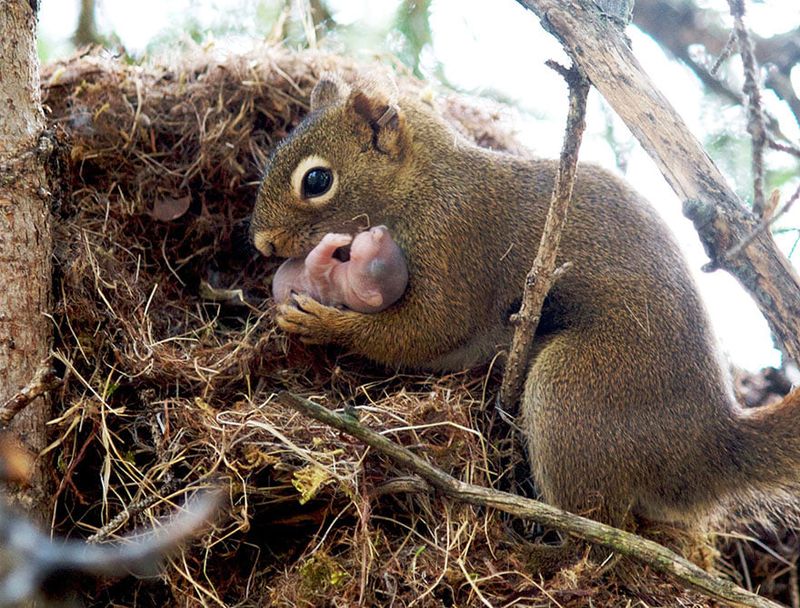 Squirrel