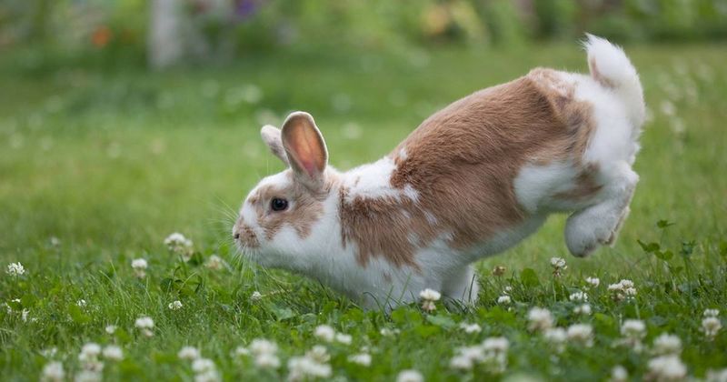 Rabbit Binkying