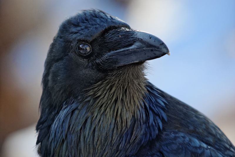 Ravens