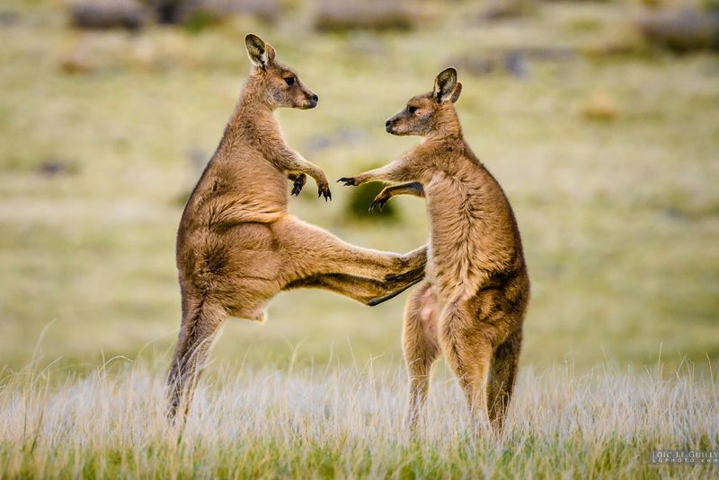 Kangaroos