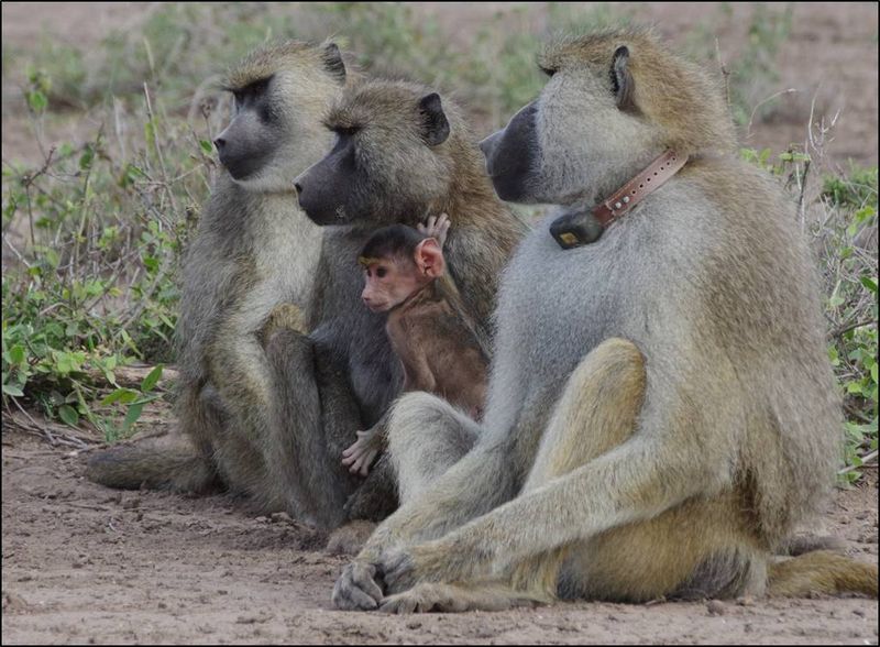 Baboons' Social Hierarchy