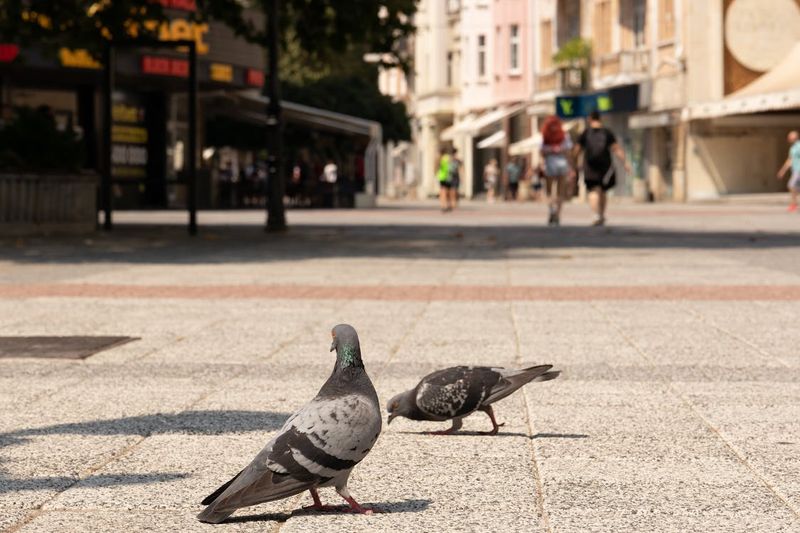 Pigeons