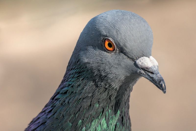 Pigeons