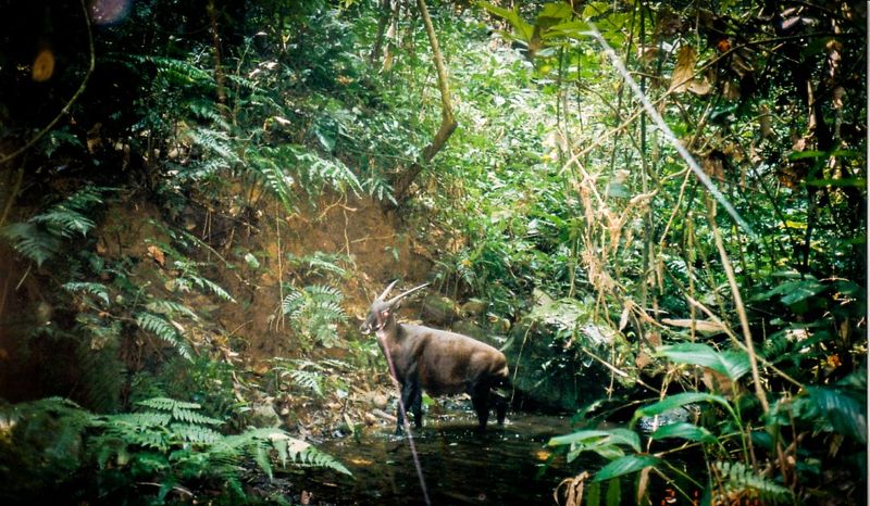 Saola