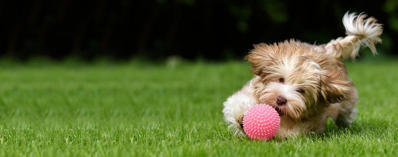 Havanese