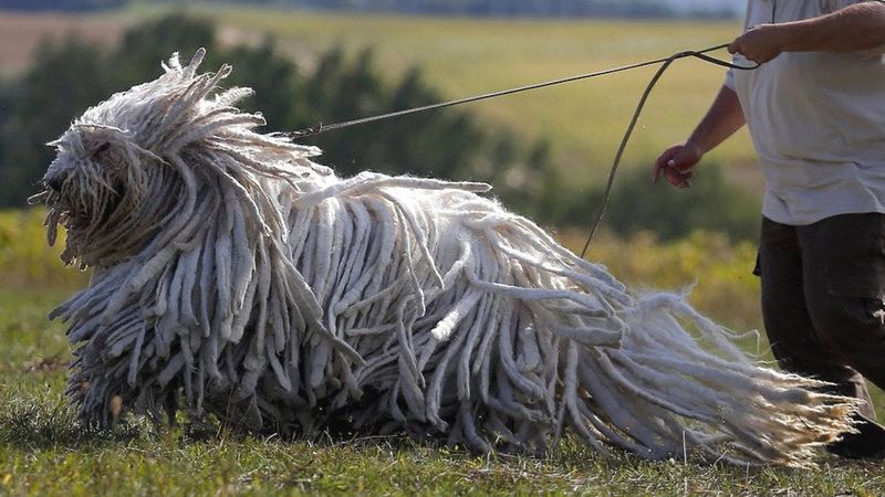 Komondor